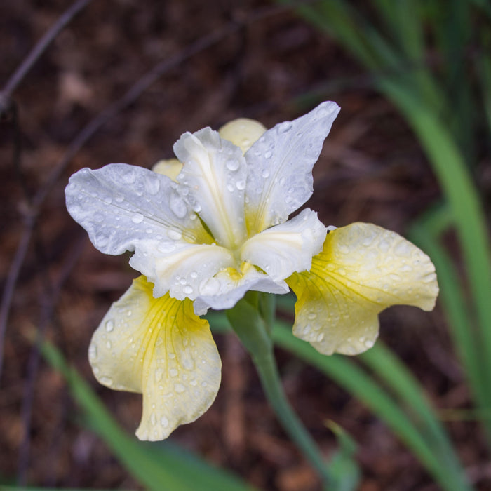 Iris sibirica 'Butter and Sugar'  - Butter and Sugar Siberian Iris - Shipped