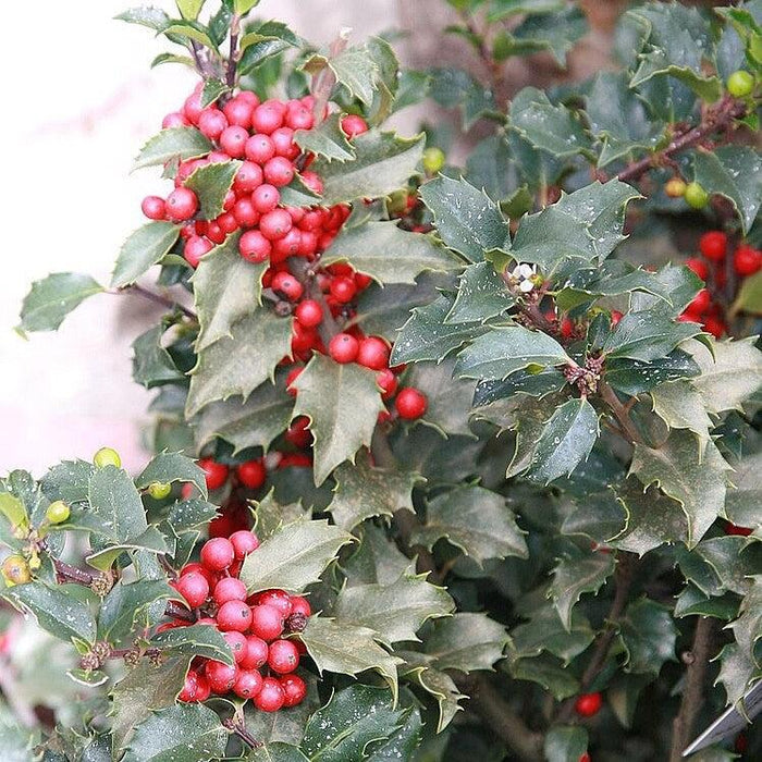 Ilex x meserveae 'Berryrific'  - Berryrific Holly - Shipped