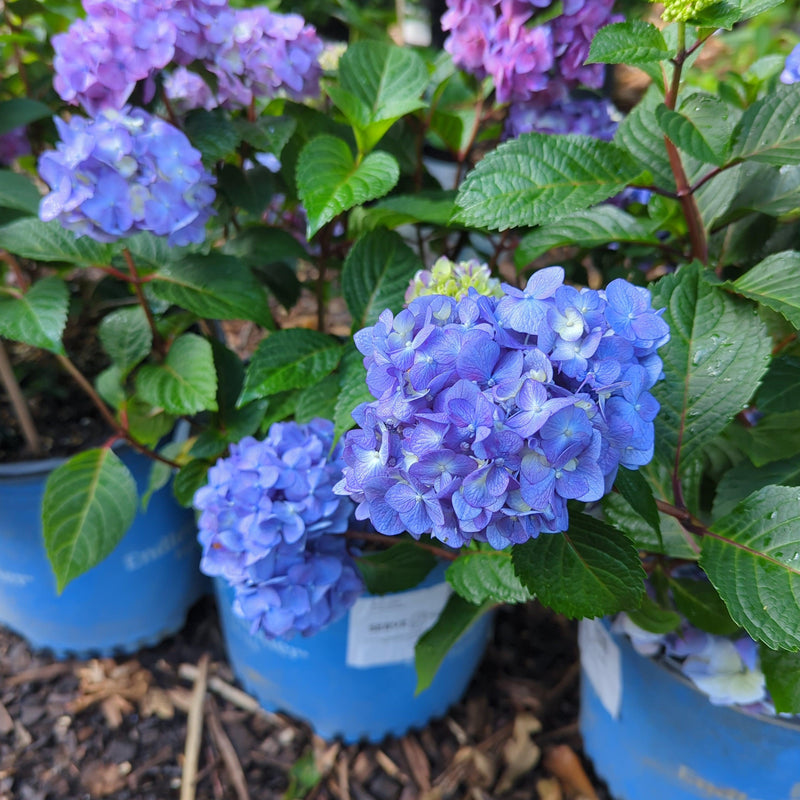 Endless Summer® Bloomstruck® Hydrangea - Shipped