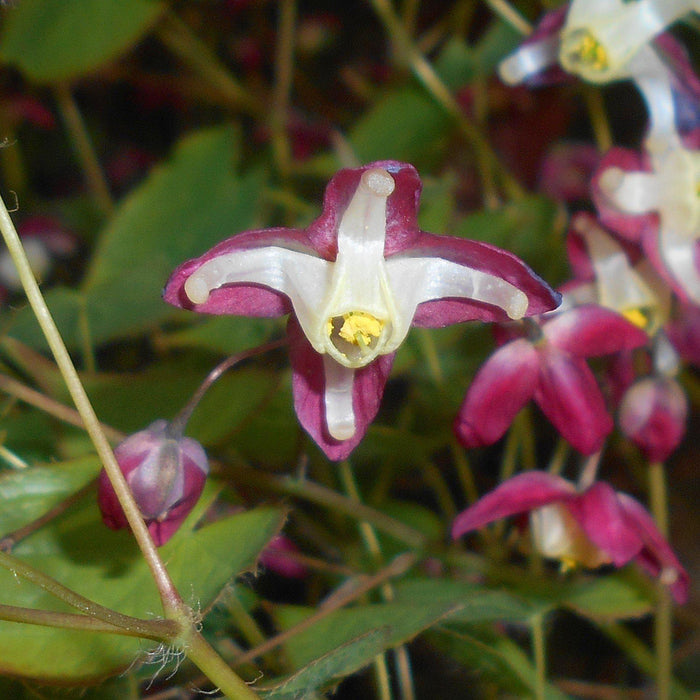 Epimedium rubrum  - Red Barrenwort, Bishop's Hat - Shipped