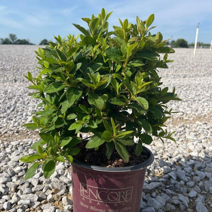 Rhododendron ‘Roblee’  - Encore® Autumn Sangria™ Azalea - Shipped