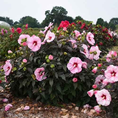 Hibiscus 'Cherry Choco Latte'  - Summerific® Cherry Choco Latte Hibiscus - Shipped
