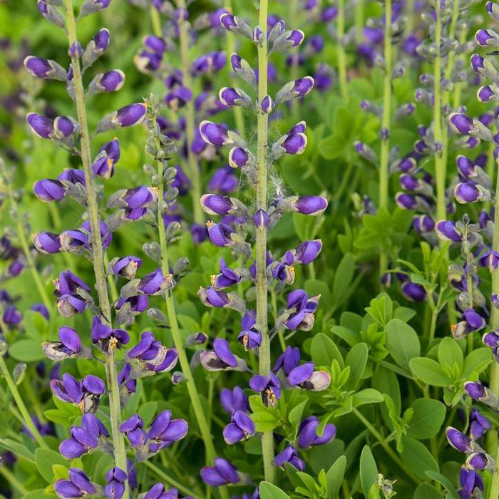 Baptisia 'Periwinkle Popsicle'  - Decadence® Periwinkle Popsicle False Indigo - Shipped