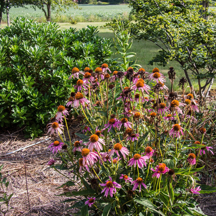 Echinacea purpurea 'Rubinstern'  - Ruby Star Echinacea - Shipped