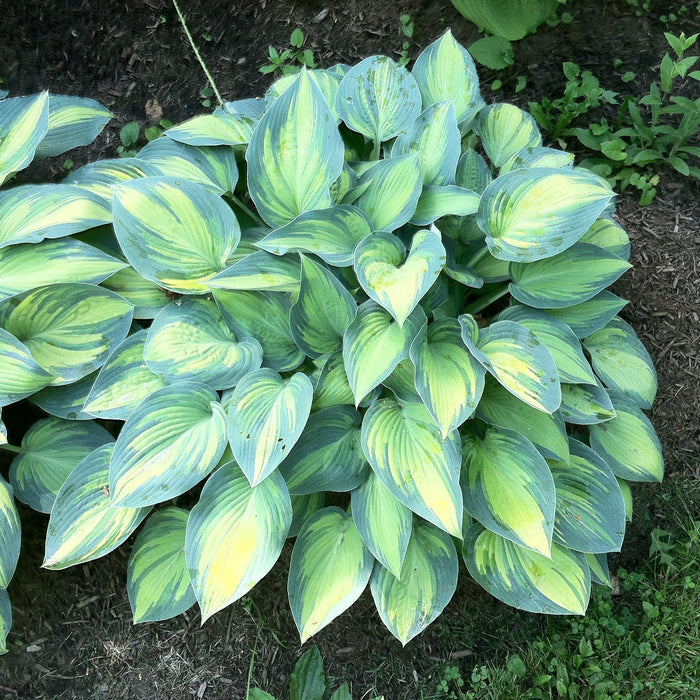 Hosta 'June'  - June Hosta - Shipped