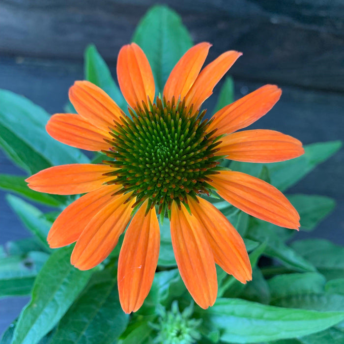 Echinacea 'PAS1308374'  - Artisan™ Soft Orange Coneflower - Shipped