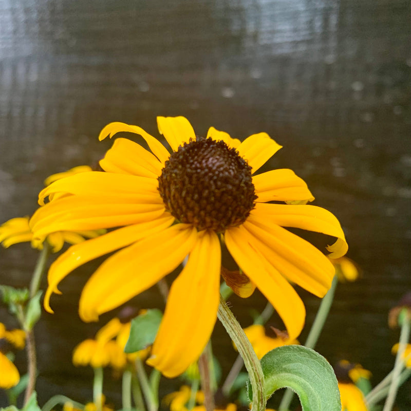 Black-Eyed Susan - Shipped