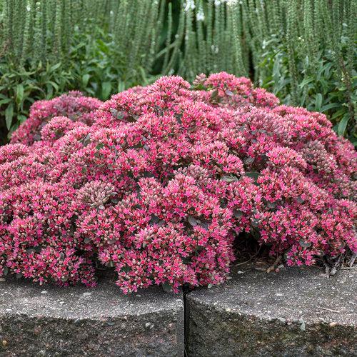 Rock 'N Round™ Popstar Stonecrop - Shipped