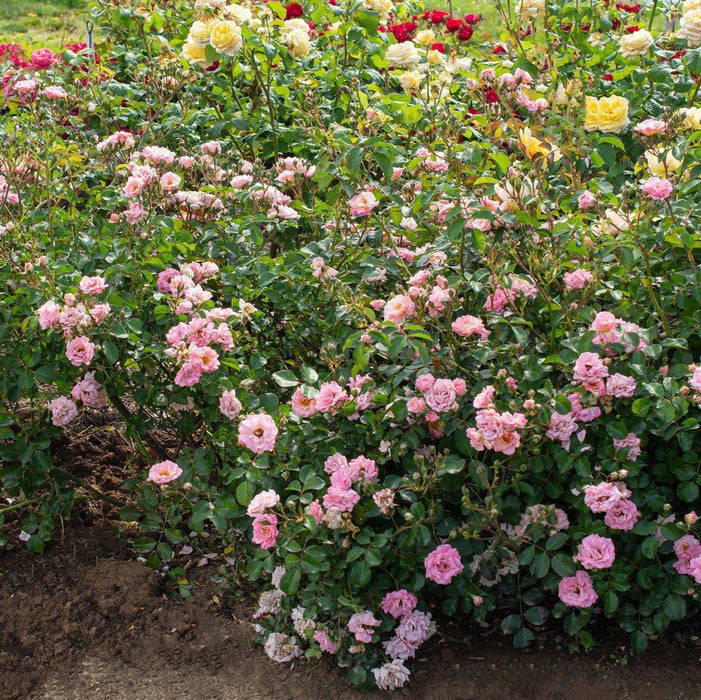 Rosa 'Meifranjin' PP 33,507  - Blushing Drift® Rose - Shipped