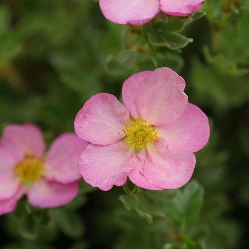 Potentilla fruticosa 'SMNPPS'  - PW® Happy Face Hearts® Potentilla - Shipped