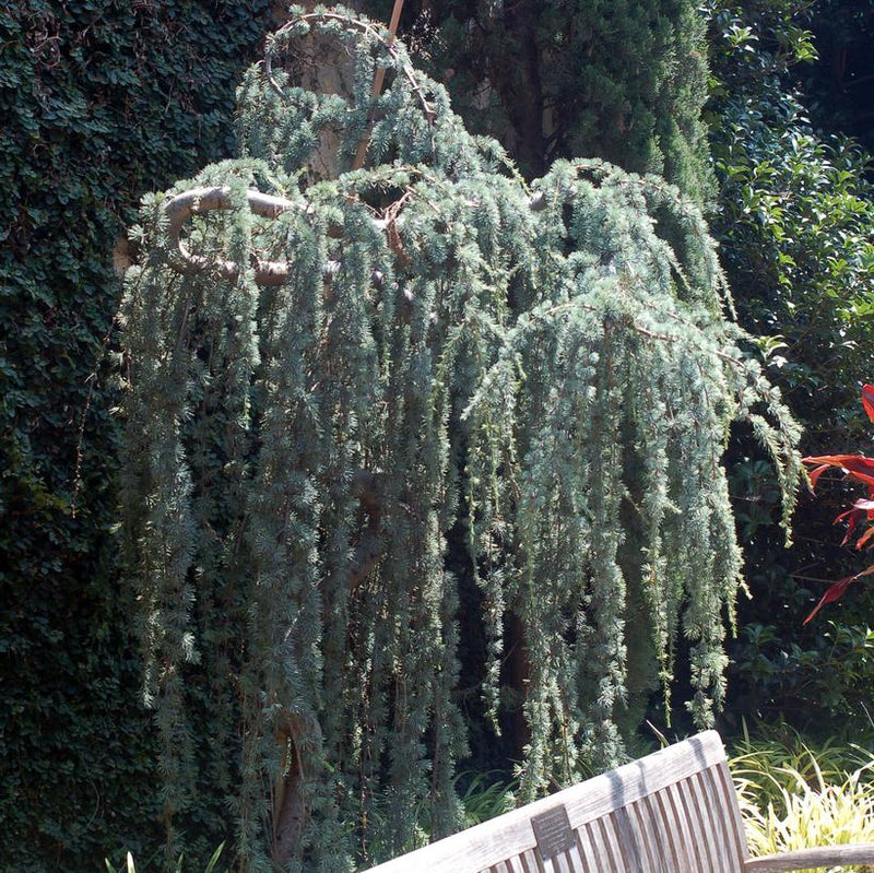 Weeping Blue Alaskan Cedar (Cedrus atlantica) 'Glauca Pendula' - In Store Pickup