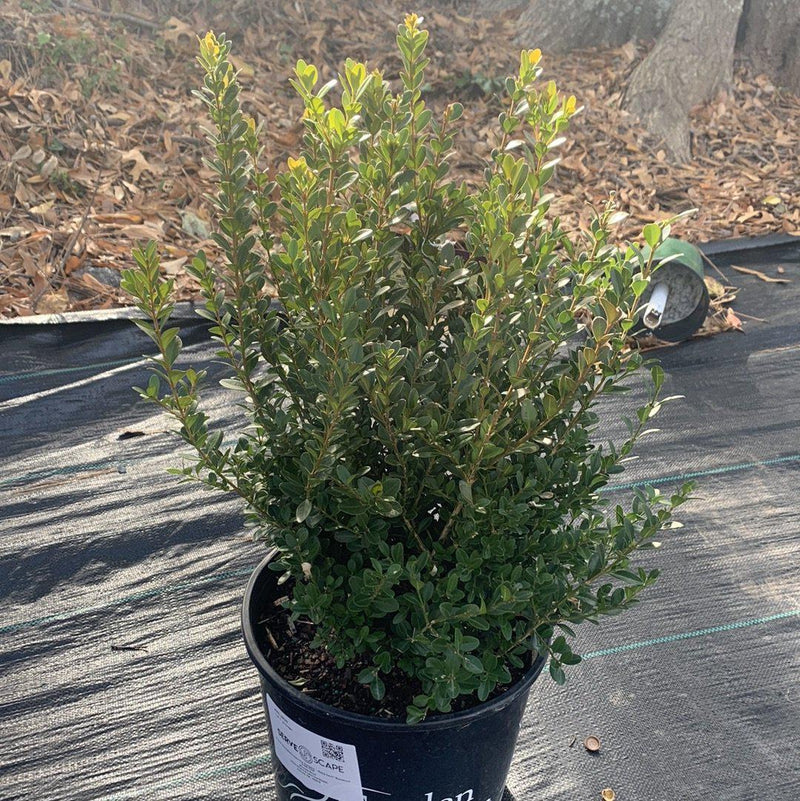 Baby Gem™ Boxwood - Shipped