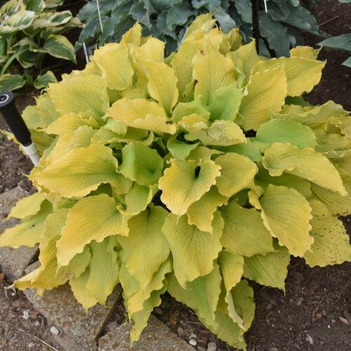 Hosta 'Echo the Sun' PP35,943  - PW® Shadowland® Echo the Sun Hosta - Shipped