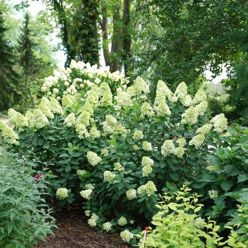 Proven Winners® Limelight Prime® Hydrangea - Shipped