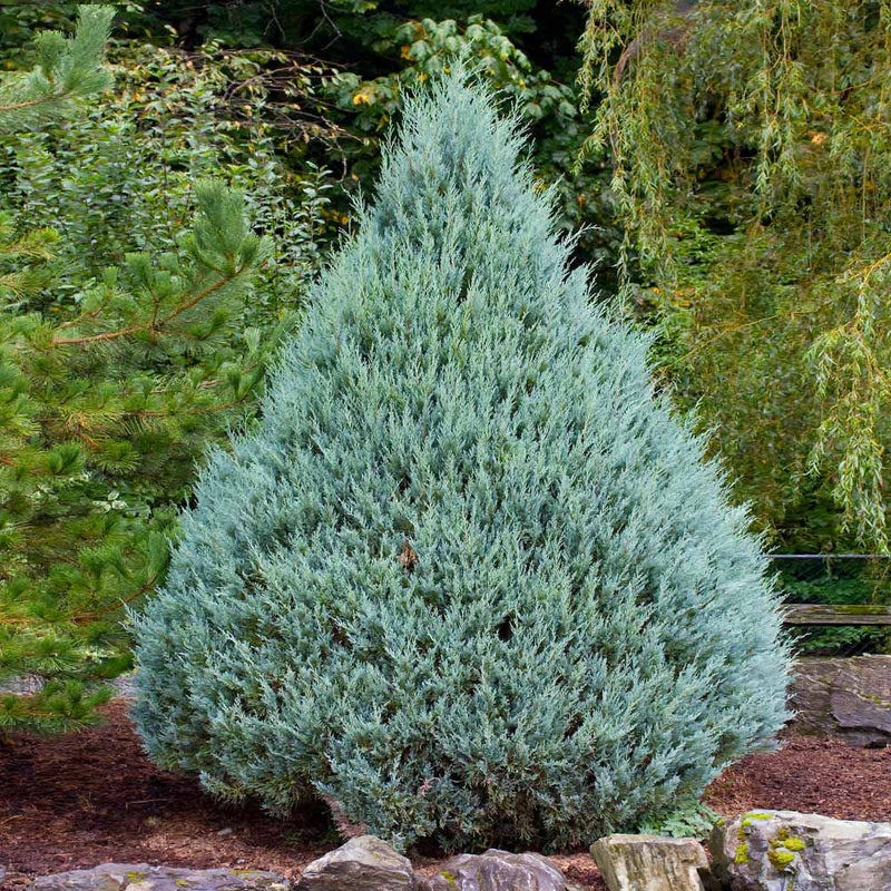 Juniperus chinensis 'Blue Point' - Shipped