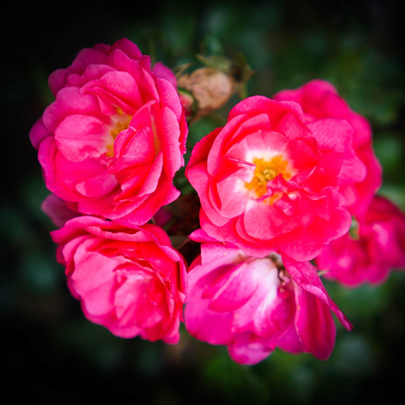 Flower Carpet® Pink Supreme Rose - Shipped