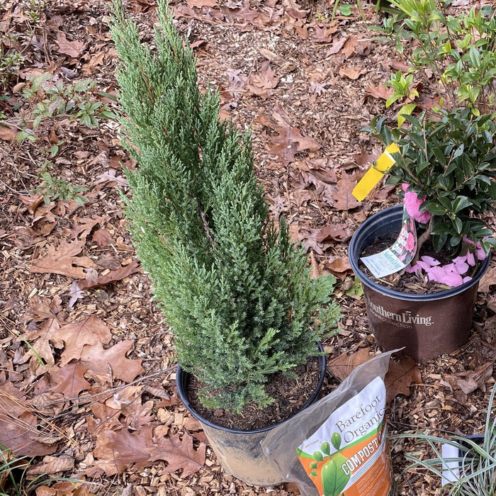 Juniperus chinensis 'Blue Point'  - Blue Point Juniper - Shipped