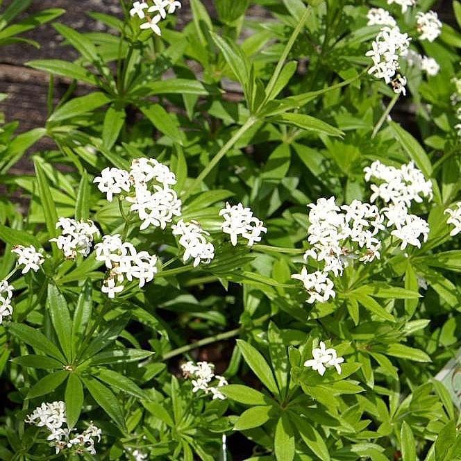 Sweet Woodruff - Shipped