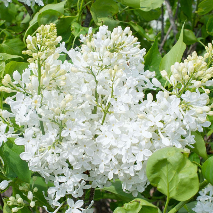 Syringa vulgaris 'G13103'  - New Age™ White Lilac - Shipped