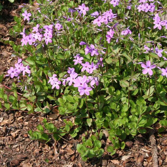 Phlox stolonifera  - Creeping Phlox, Star-Rock Phlox - Shipped