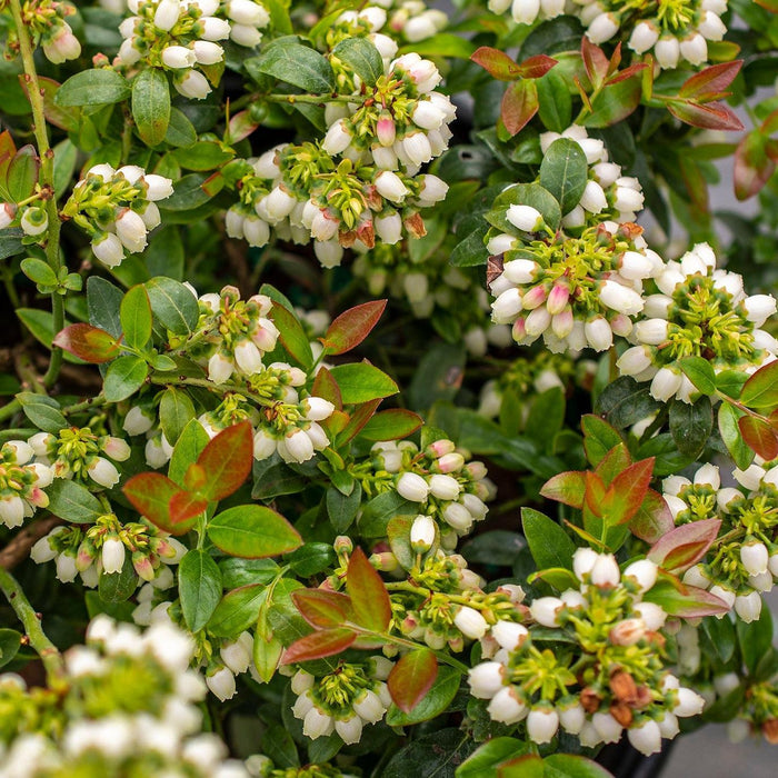 Vaccinium corymbosum hybrid 'ZF08-095' PP 25,467  - Bushel and Berry® BerryBux® Blueberry - Shipped