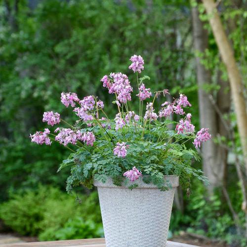Pink Diamonds Bleeding Heart - Shipped