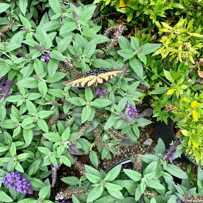 Buddleia davidii 'SMNBDBT' PP#28,794  - Pugster Blue® Dwarf Butterfly Bush - Shipped