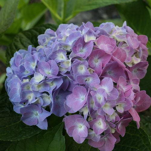 Let's Dance® Blue Jangles® Hydrangea - Shipped