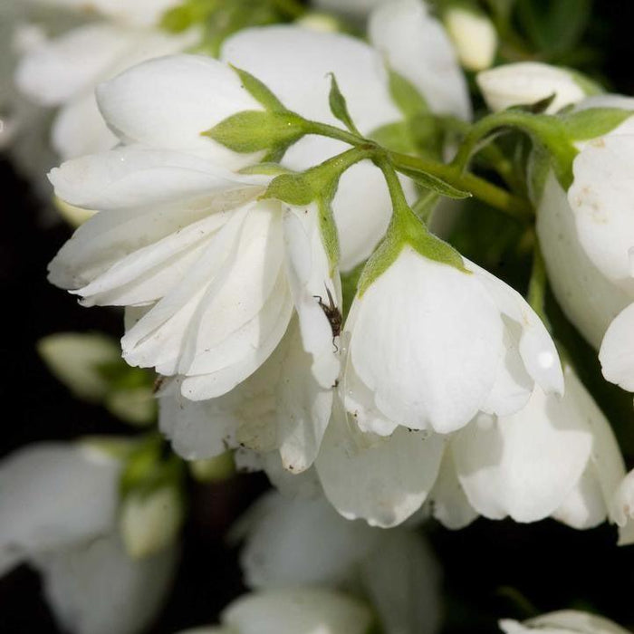 Philadelphus 'Snowbelle'  - Snowbelle Mockorange - Shipped