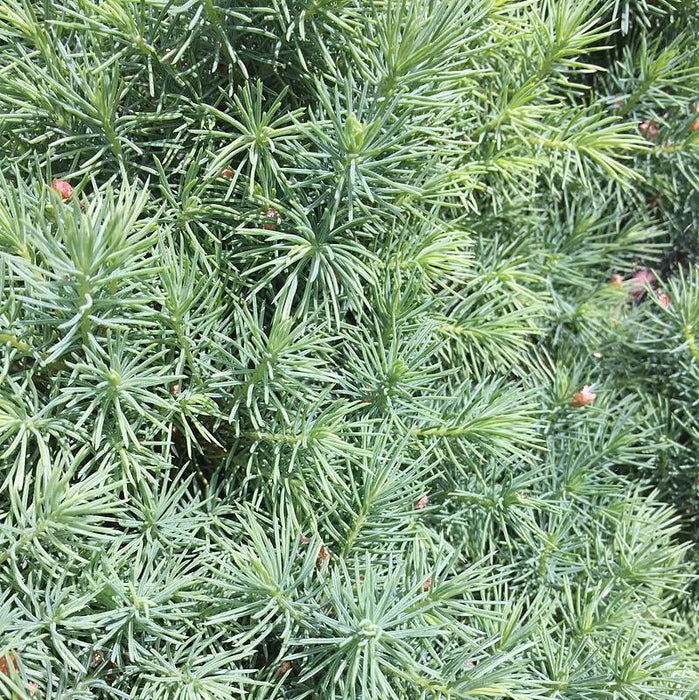 Picea glauca 'Conica'  - Dwarf Alberta Spruce - Shipped