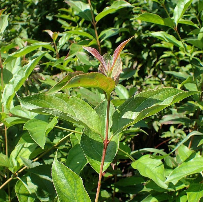 Cornus racemosa  - Gray Dogwood - Shipped