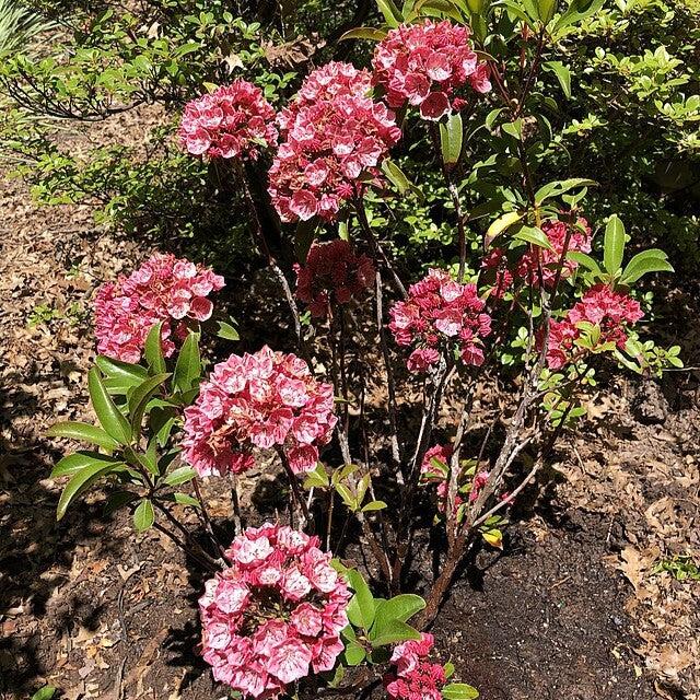 Raspberry Glow Mountain Laurel - Shipped