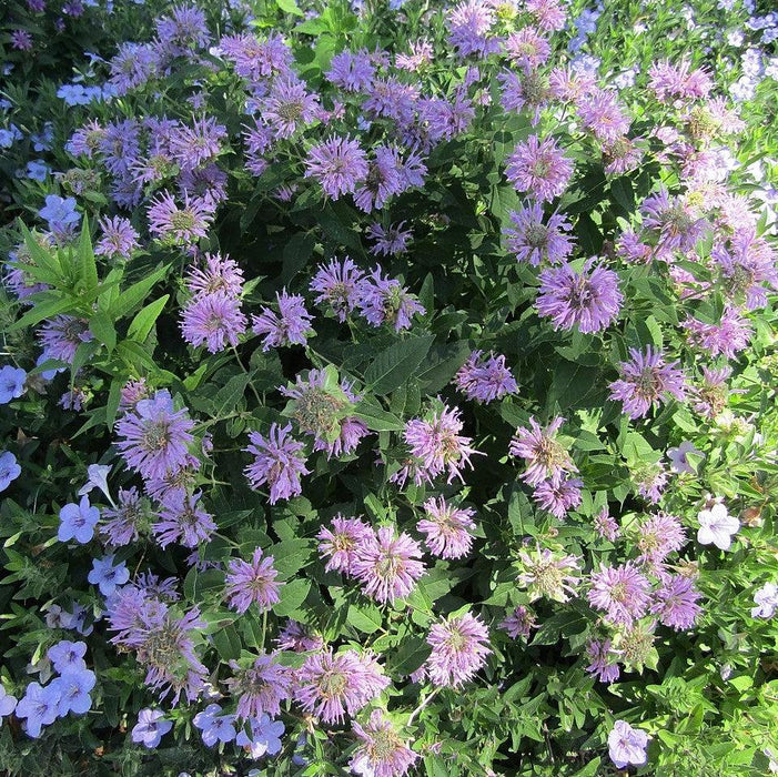 Monarda 'Blue Moon'  - Sugar Buzz® Blue Moon Bee Balm - Shipped