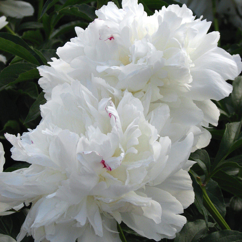 Festiva Maxima Peony - Shipped