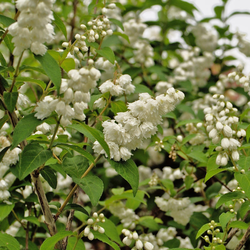 Yuki Snowflake® Deutzia - Shipped