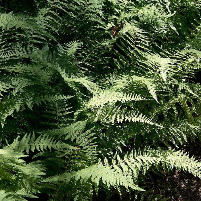 Dennstaedtia punctilobula  - Hayscented Fern - Shipped