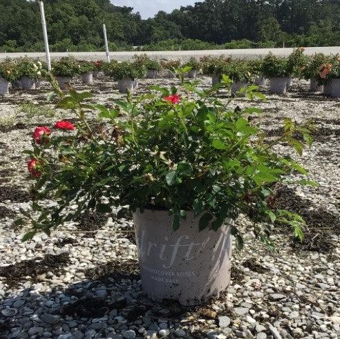 Red Drift® Rose - Shipped