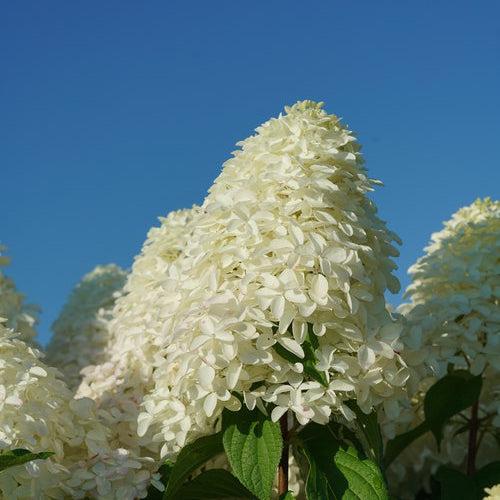 Hydrangea paniculata 'SMNHPM'  - Quick Fire Fab® Hydrangea - Shipped