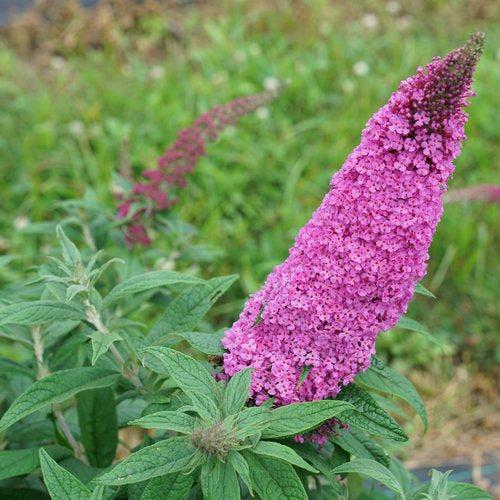 Buddleia davidii SMNBDB'  - Pugster Pinker® Dwarf Butterfly Bush - Shipped