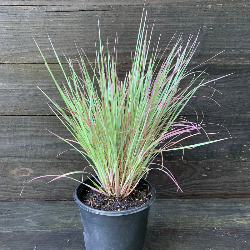 Standing Ovation Little Bluestem - Shipped