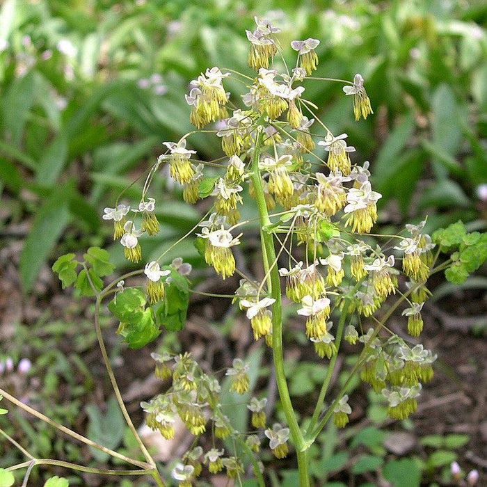 Thalictrum dioicum  - Early Meadow-Rue - Shipped