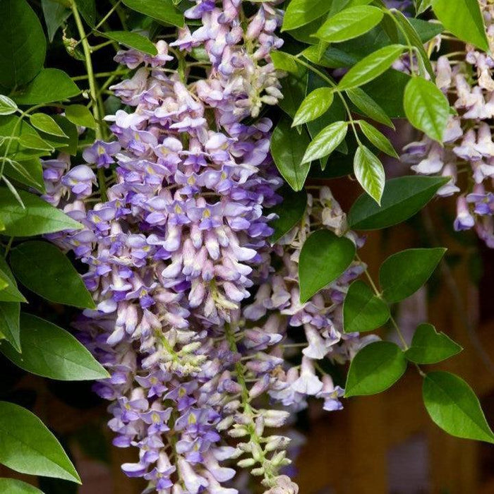 Wisteria macrostachys 'Betty Mathews'  - First Editions® Summer Cascade™ Wisteria - Shipped