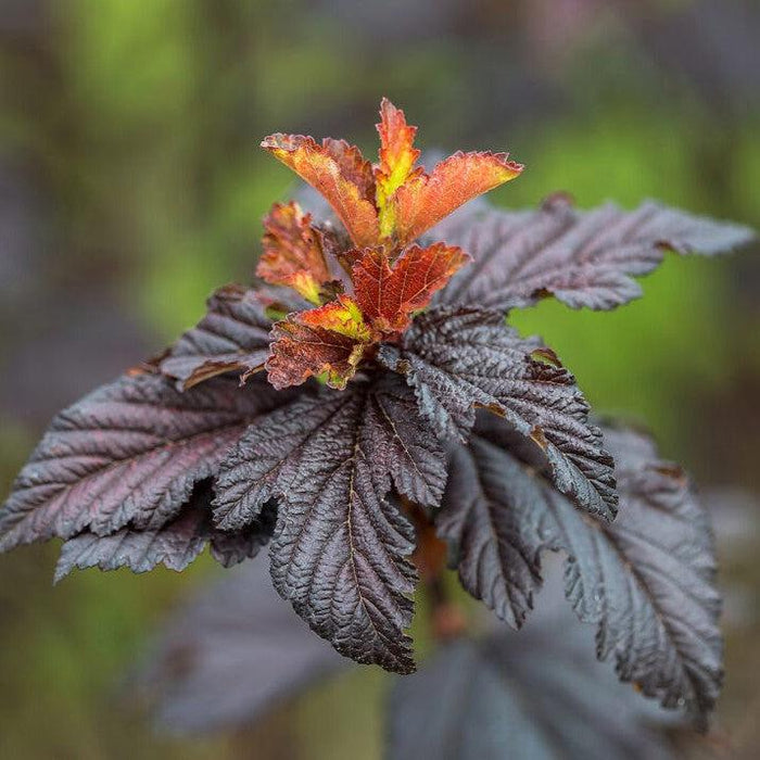 Physocarpus opulifolius 'UMNHarpell' PP30,792  - First Editions® Fireside® Ninebark - Shipped