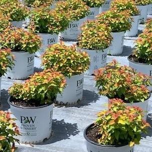 Double Play® Candy Corn® Spirea - Shipped