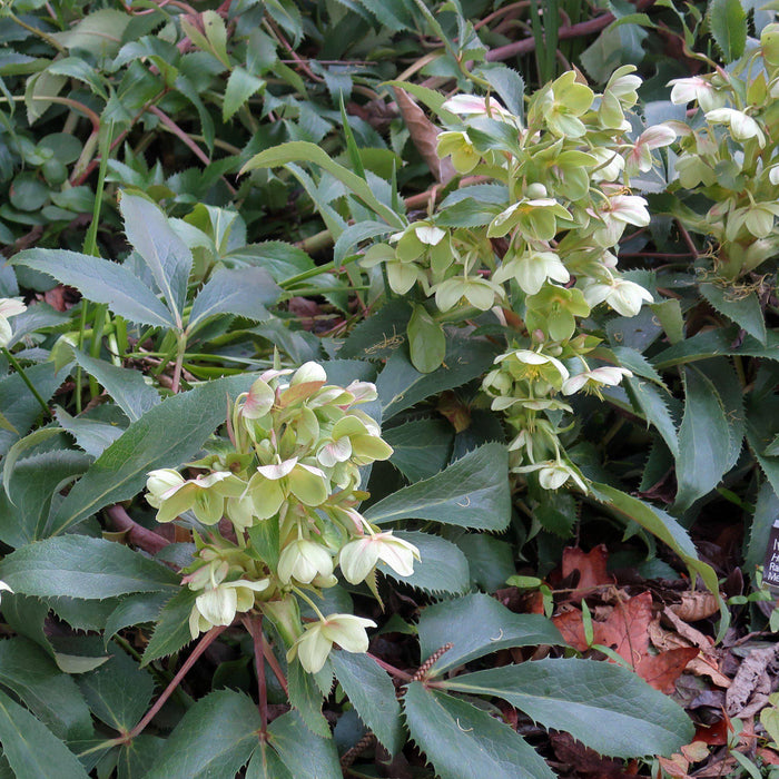 Helleborus 'Walhelivor'  - Ivory Prince Lenten Rose - Shipped