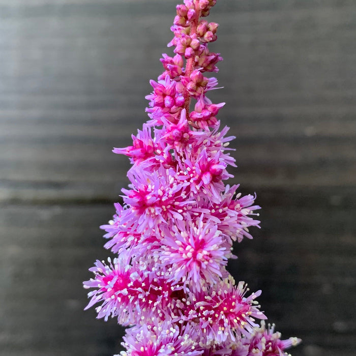 Astilbe 'Dark Side of the Moon'  - Dark Side of the Moon Astilbe - Shipped