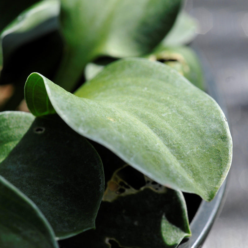 Blue Mouse Ears Hosta - Shipped