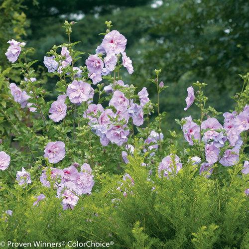 Hibiscus syriacus 'Notwoodone'  - Lavender Chiffon® Rose of Sharon