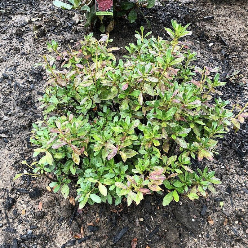 Girard's Fuchsia Azalea - Shipped