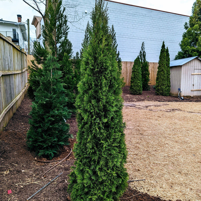 Thuja occidentalis 'Smaragd'  - Emerald Green Arborvitae - Shipped